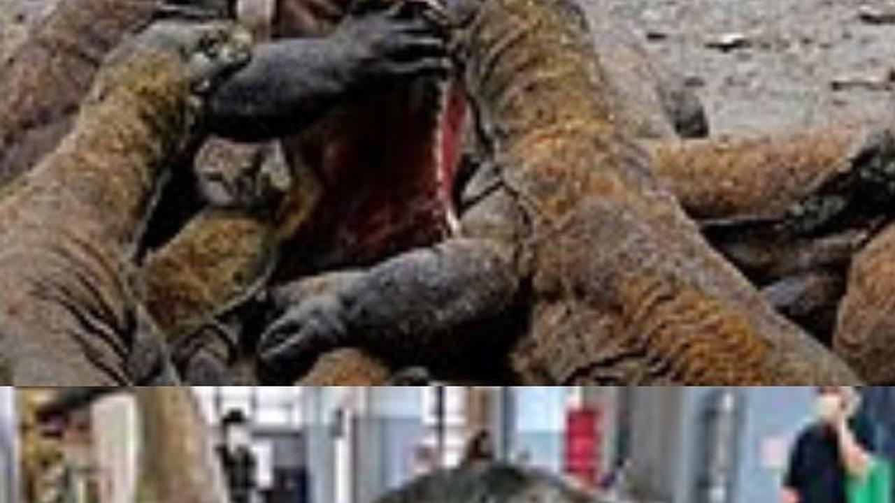 Jika Komodo dan Velociraptor Bertarung, Siapa yang Akan Menang?