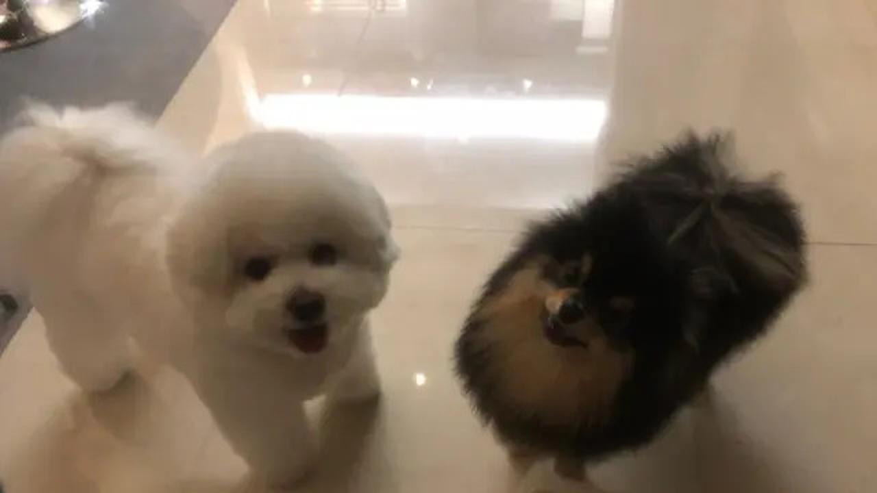 6 Potret Kenangan Yeontan dengan V BTS, Saat Diadopsi hingga Tampil dalam Teaser Lagu di Pengujung Usianya