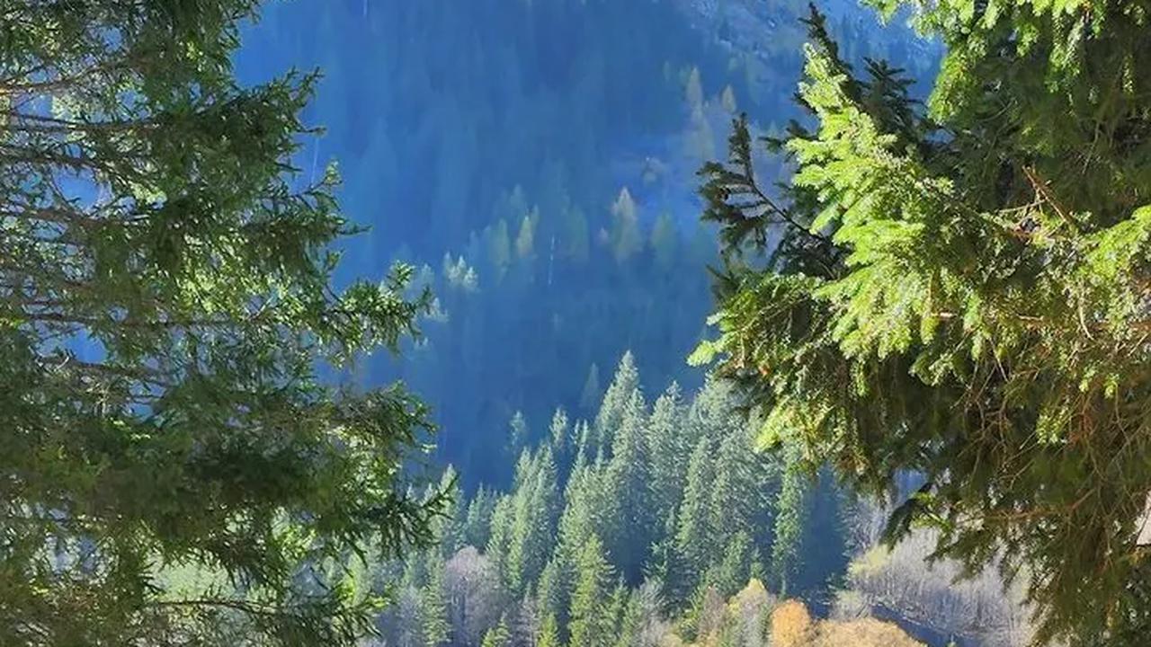 8. Swiss