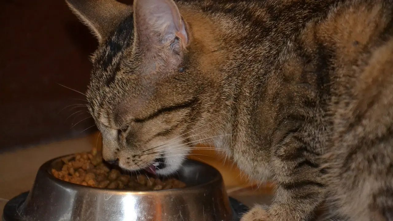Makanan Kucing Murah Berkualitas