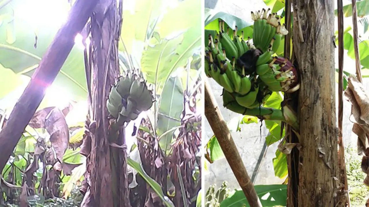 Pisang Aneh di CIlacap, Berbuah di Tengah-Tengah Batangnya
