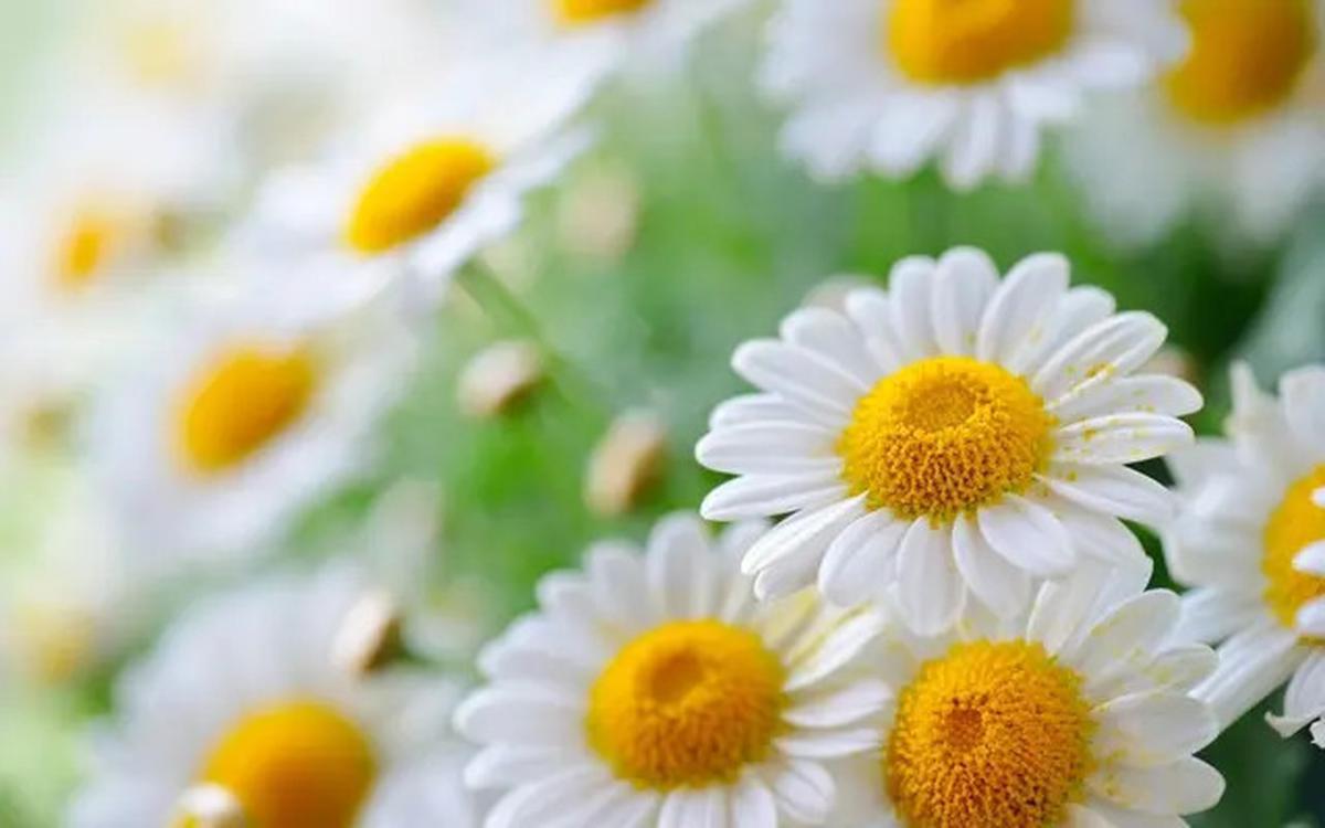 Resep Minuman Teh Chamomile, Ampuh untuk Turunkan Kolesterol dan Jaga Kesehatan Jantung
