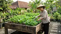 Cara Berkebun Santai di Rumah untuk Orang Tua Tanpa Harus Jongkok atau Capek