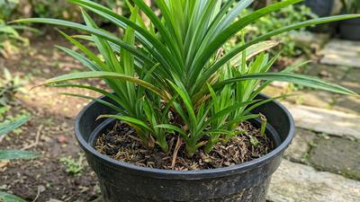 7 Cara Membuat Pandan Cepat Mengeluarkan Banyak Tunas dari Satu Pot, Coba Tips Ini di Rumah