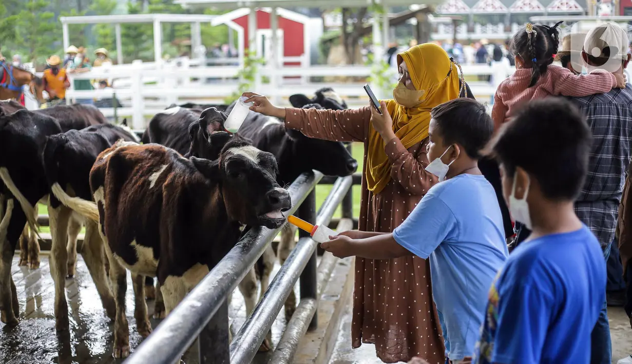 Wisatawan bermain dengan sapi di Cimory Dairyland, Puncak, Bogor, Jawa Barat, Minggu (31/10/2021). Pelonggaran PPKM dimanfaatkan masyarakat untuk berlibur ke tempat wisata dengan tetap memberlakuan protokol kesehatan COVID-19. (Liputan6.com/Faizal Fanani)