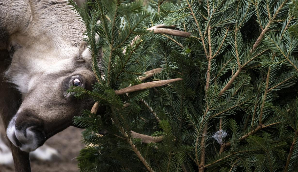 FOTO: Menikmati Pesta Meriah dari Sisa Pohon Natal di Kebun ...