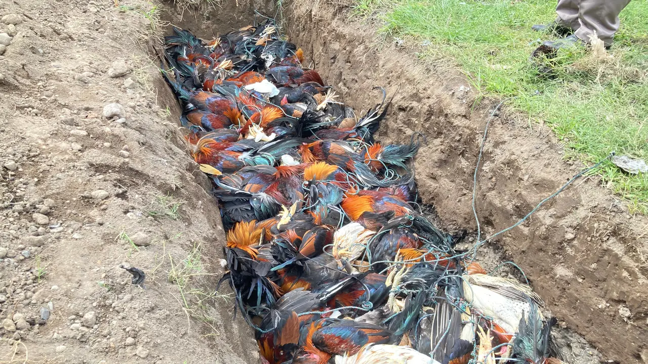 Pemusnahan unggas berjenis ras Filipina sebanyak 73 ekor.