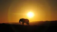Terlalu Berdekatan, Wisatawan Tewas Diinjak Kawanan Gajah