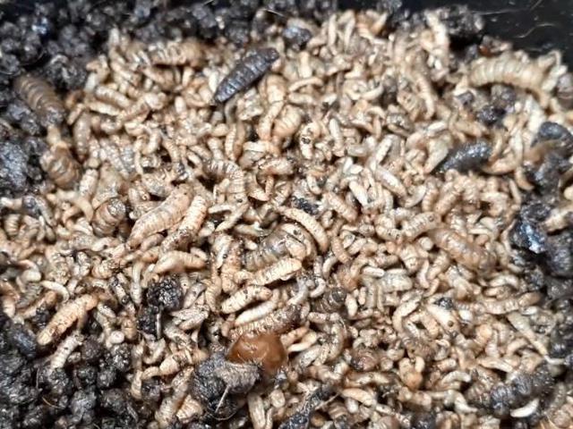 Cara Santri Cilacap Manfaatkan Maggot Bsf Untuk Pakan Ikan Dan Ternak Regional Liputan6 Com