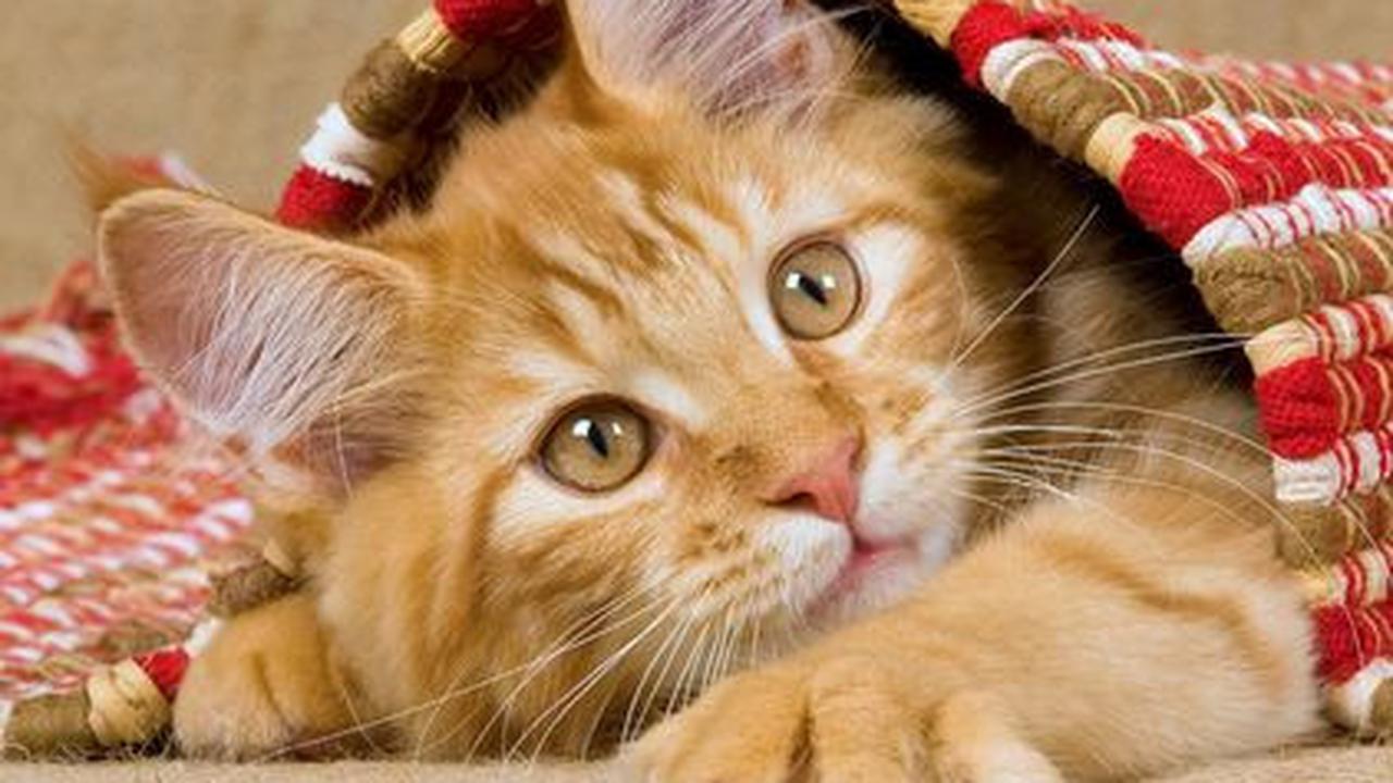 Nama Kucing Lucu untuk Anabul