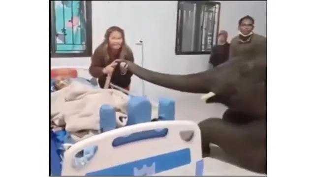 Momen Haru Gajah Jenguk Pemiliknya yang Sedang Sakit, Sopan Masuk Ruangan