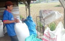 Trivia Petani: Harga Gabah Lebak Turun Rp1.000 per Kg, Tetap Untung Berkat HPP