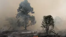 Kebakaran Hutan Kalimantan Meluas, DPR: Perlu Langkah Extraordinary