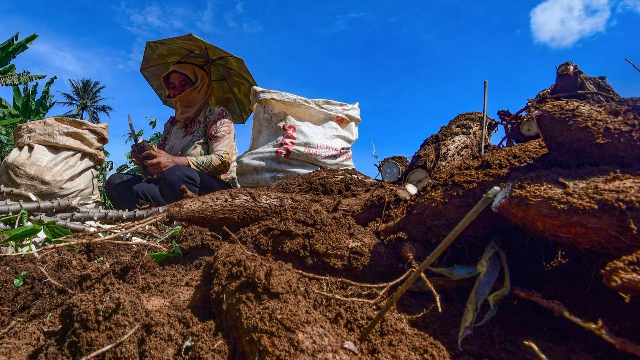 Petani menjerit harga singkong anjlok
