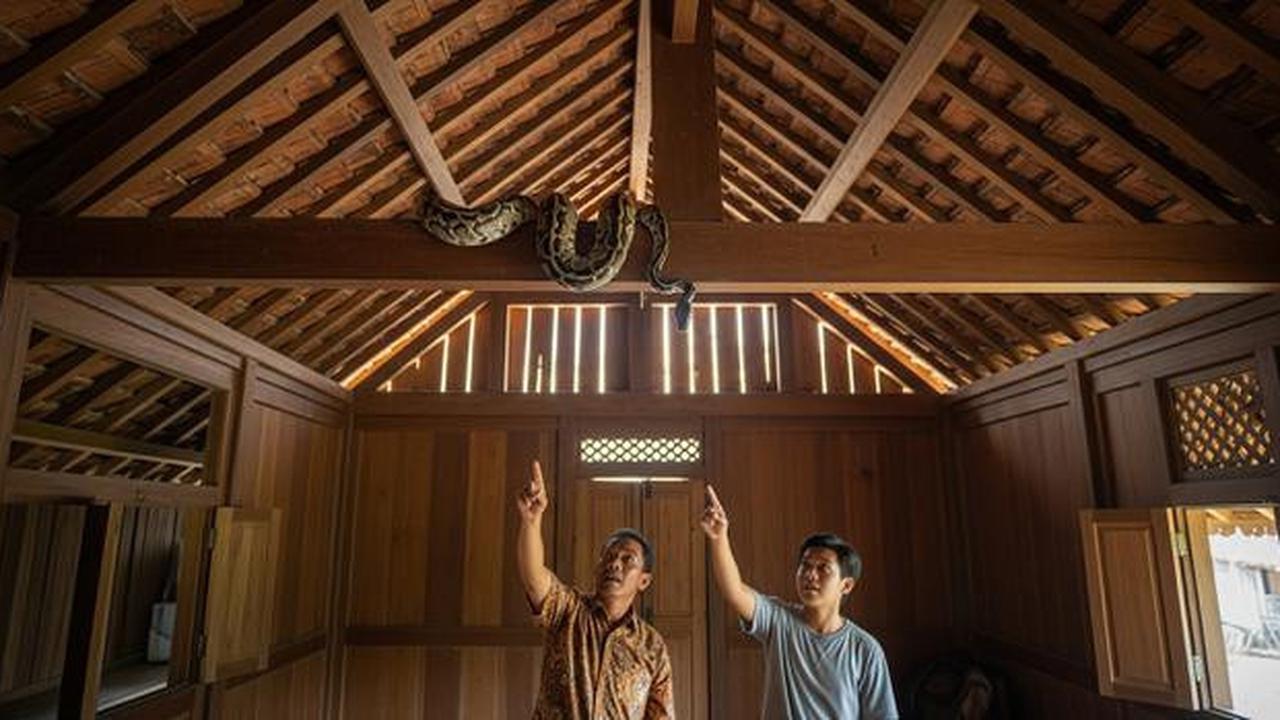 Ular di Atap Rumah atau Plafon