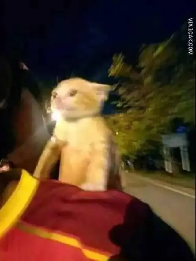 7 Potret Kocak Orang Boncengin Hewan Peliharaan Naik Motor Ini Lucu Banget