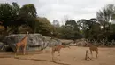 Jerapah berusia dua bulan duduk di kandangnya di Kebun Binatang Chapultepec, Mexico City, 29 Desember 2019. Kebun binatang membuka kesempatan untuk memberikan nama bayi jerapah itu melalui melalui pemungutan suara publik. (AP Photo/Ginnette Riquelme)