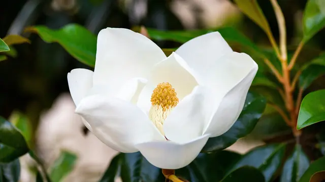 Bunga Magnolia