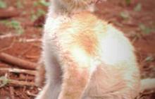 6 Obat Scabies Kucing, Lengkap dengan Gejala dan Cara Mengobatinya