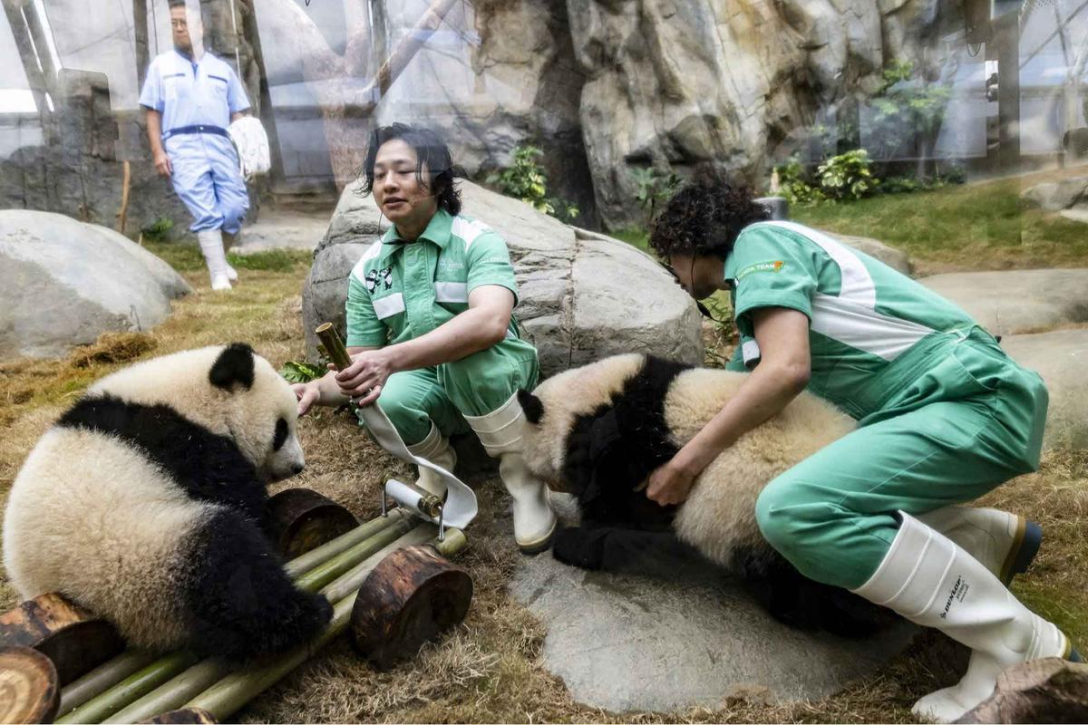 FOTO: Lucunya Panda Kembar De De & Jia Jia Rayakan Ulang Tahun Pertama di Hong Kong