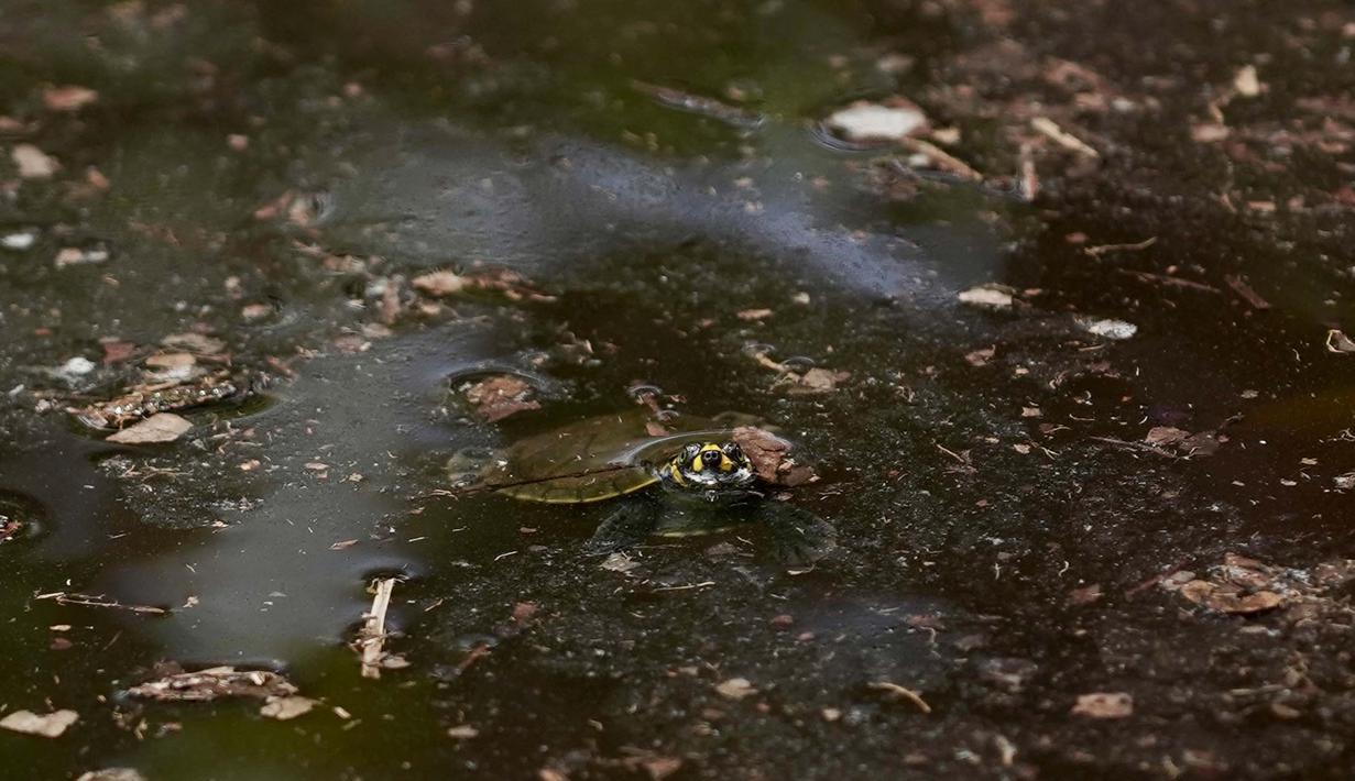 Kura-kura sungai berbintik kuning hidup di banyak daerah aliran sungai di Amerika Selatan bagian utara, termasuk Sungai Amazon dan Sungai Orinoco di Venezuela. (Orlando Junior/AFP)