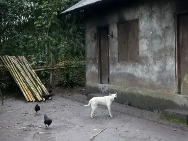Seekor anjing dan beberapa ayam berkeliaran di sekitar rumah yang ditinggal mengungsi oleh pemiliknya di Desa Sebudi, Karangasem, Bali, Senin (4/12). Desa Sebudi berada di kawasan rawan bencana III Gunung Agung. (Liputan6.com/Immanuel Antonius)