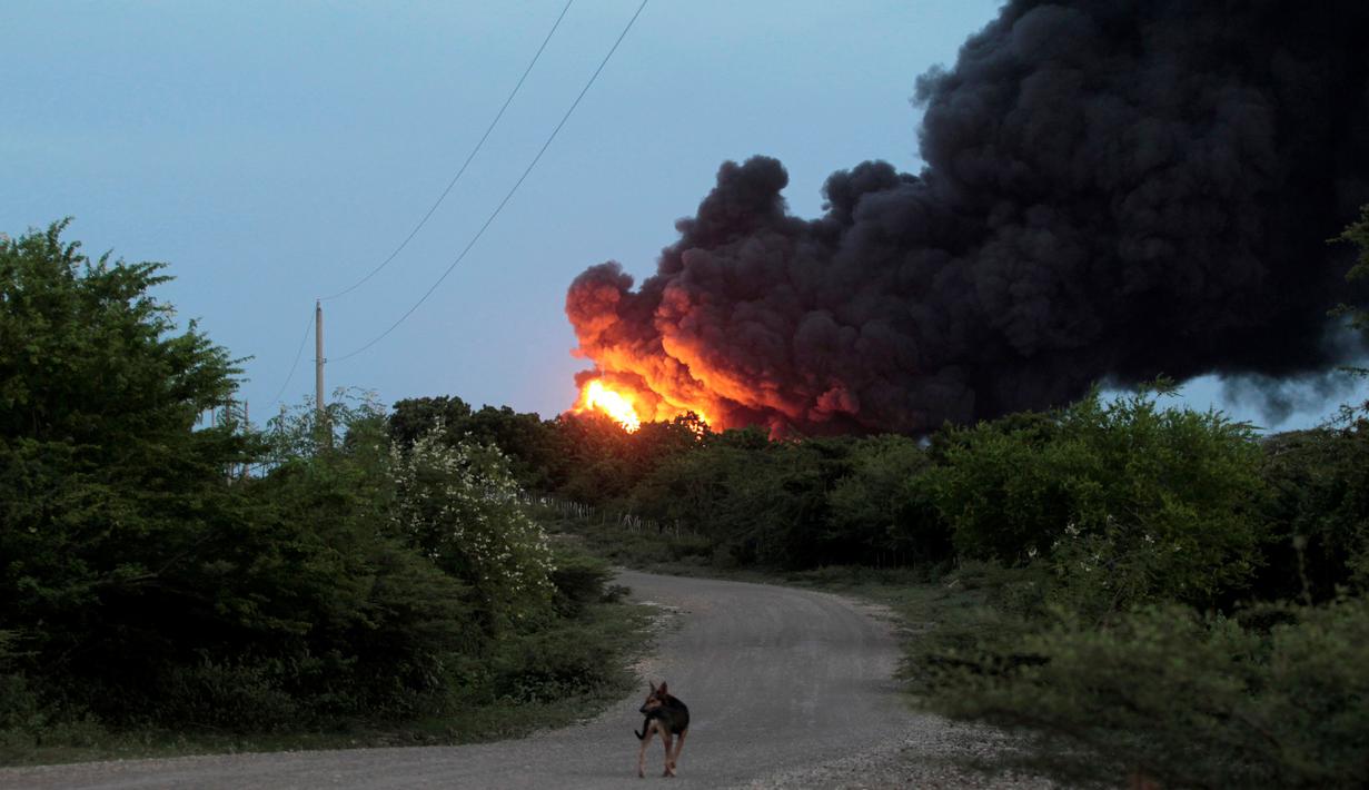 Seekor anjing mendekati area lokasi kebakaran di Puerto Sandino, Leon, Nikaragua, (18/8). Kobaran api tersebut berasal dari meledaknya tangki penyimpanan bahan bakar milik Puma Energy. (REUTERS/ Oswaldo Rivas)