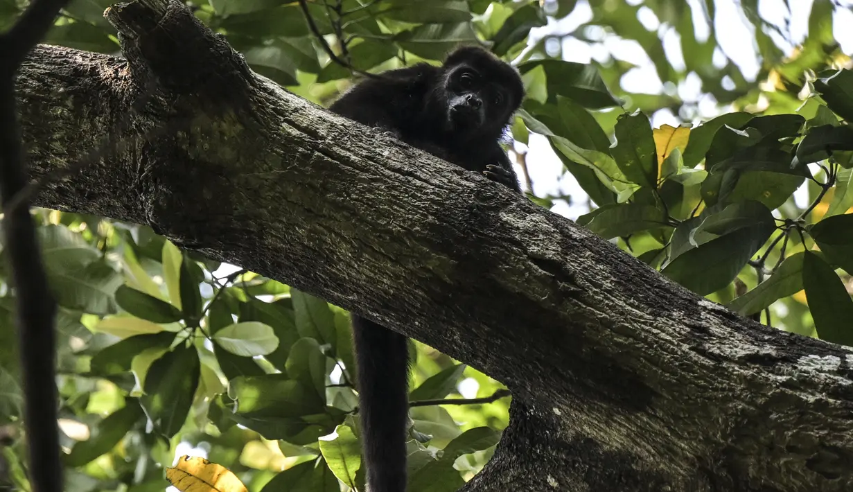 Bagi orang-orang di negara bagian Tabasco, monyet howler adalah spesies yang disayangi dan menjadi lambang; masyarakat setempat mengatakan monyet-monyet ini memberi tahu mereka waktu dengan melolong pada saat fajar dan senja. (Yuri CORTEZ / AFP)