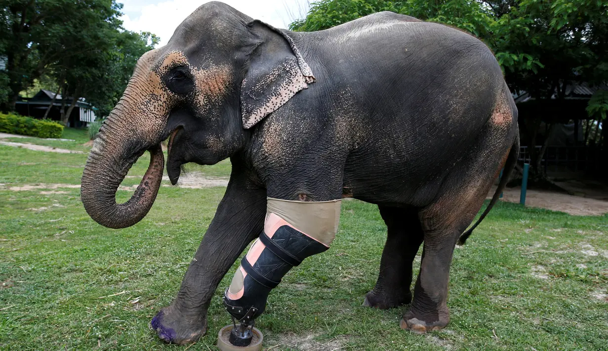 Motola, seekor gajah saat mengenakan kaki prostetik (palsu) di Friends of the Asian Elephant Foundation, Thailand, (29/6). Motola mengalami cacat kaki akibat menginjak ranjau darat. (REUTERS/Athit Perawongmetha)