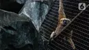Primata terlihat dalam kandangnya di Taman Margasatwa Ragunan, Jakarta Selatan, Senin (20/4/2020). Satwa-satwa di Taman Margasatwa Ragunan terlihat lebih tenang karena pada dasarnya habitat asli mereka jauh dari keramaian manusia. (Liputan6.com/Faizal Fanani)