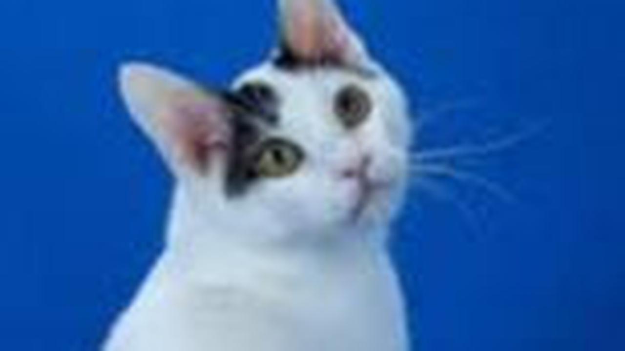 American Bobtails dan Japanese Bobtail