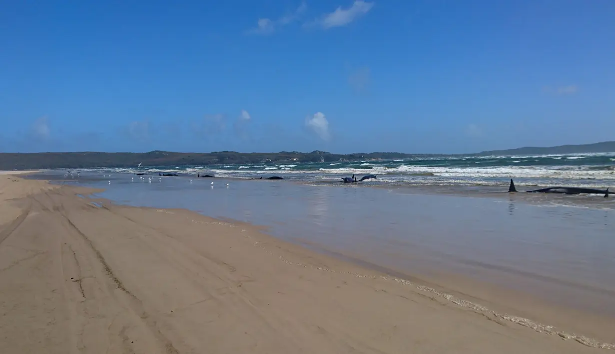 Kawanan paus pilot yang terdampar di perairan Pelabuhan Macquarie, Tasmania, Australia (21/09/2020). Ahli biologi kelautan merencanakan penyelamatan sekitar 270 paus pilot yang terjebak di gundukan pasir di lepas pantai barat terpencil Tasmania tersebut. (AFP/Handout/Tasmania Police)