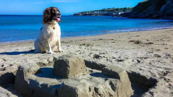 Tips Ajak Hewan Peliharaan Liburan Bersama