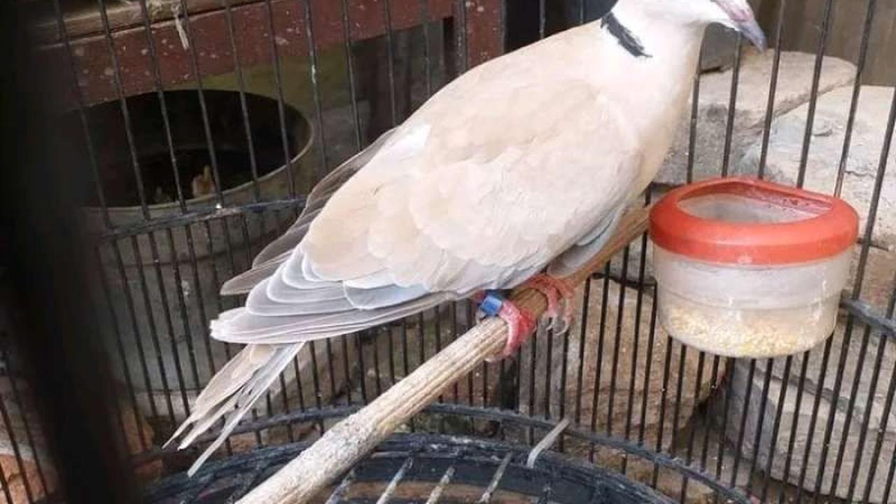 Suara Khas Penanda Waktu