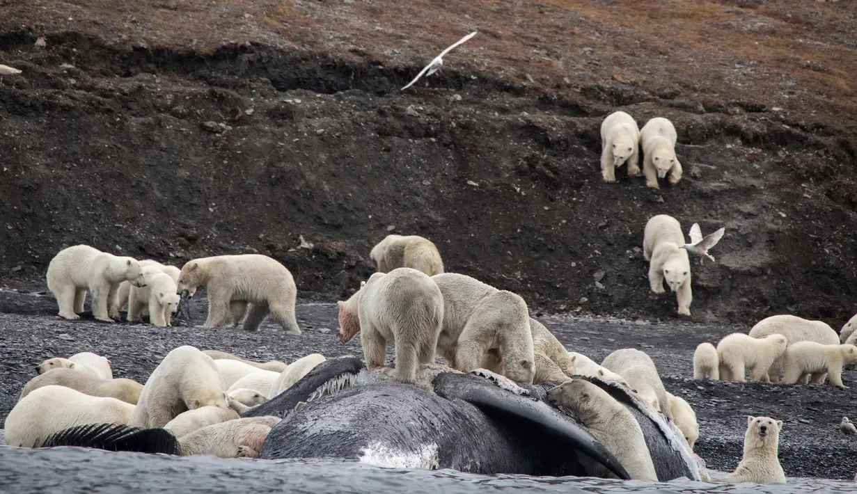 Sejumlah beruang kutub berkumpul menikmati bangkai paus bowhead di Pulau Wrangel, pantai Rusia pada tanggal 19 September 2017. Kerumunan beruang kutub berada di pulau tersebut akibat adanya perubahan Arktik. (AFP Photo/Max Stephenson)