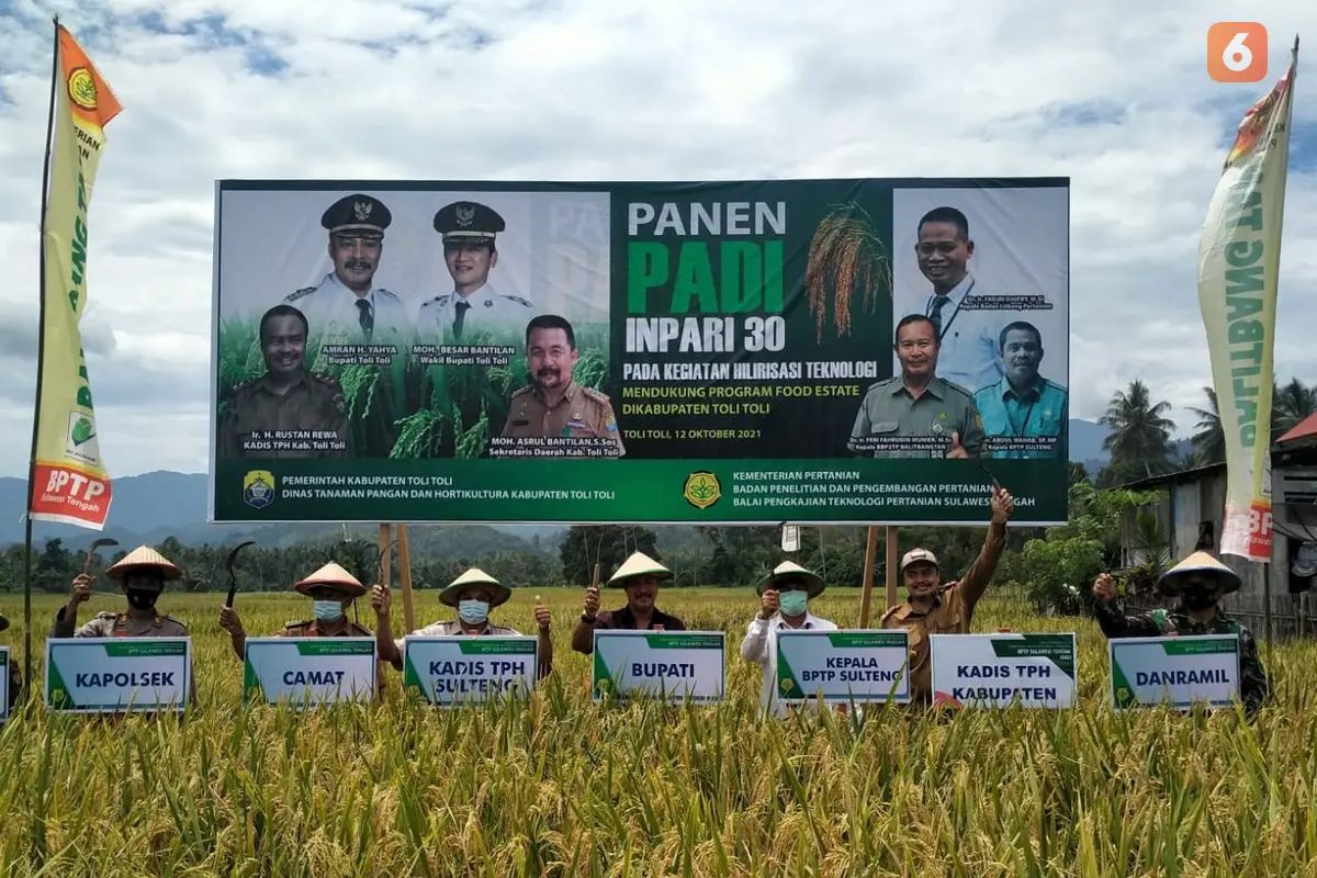 Panen perdana dengan varietas unggul di Tolitoli