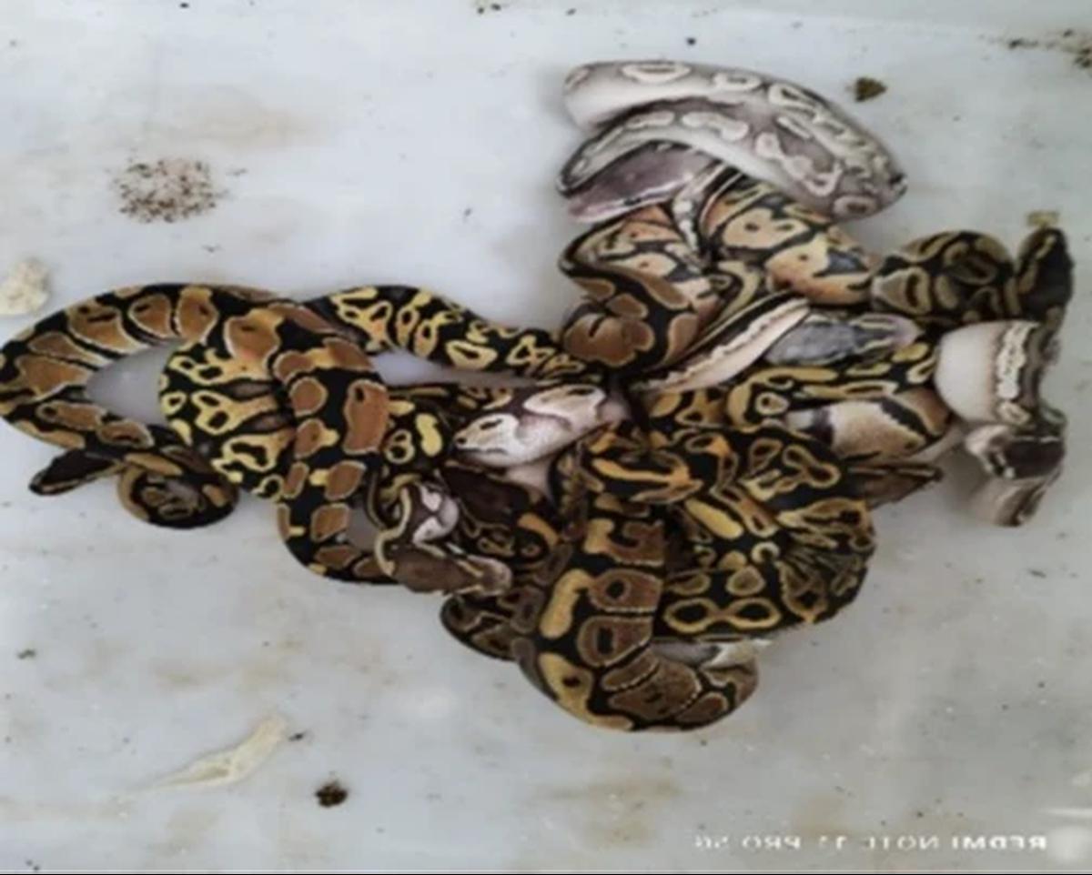 Gakkum Kehutanan Gagalkan Penyelundupan 202 Reptil