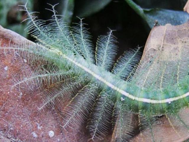 Heboh Broadcast Ulat Bulu Yang Mematikan Ini Kata Pakar Health Liputan6 Com