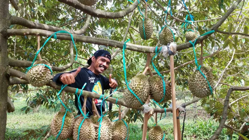 Kebun Durian Pati
