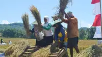 Petani panen padi saat kunjungan Menteri Pertanian, Amran Sulaiman di Wanareja, Cilacap, 2017 lalu. (Foto: Liputan6.com/Muhamad Ridlo)