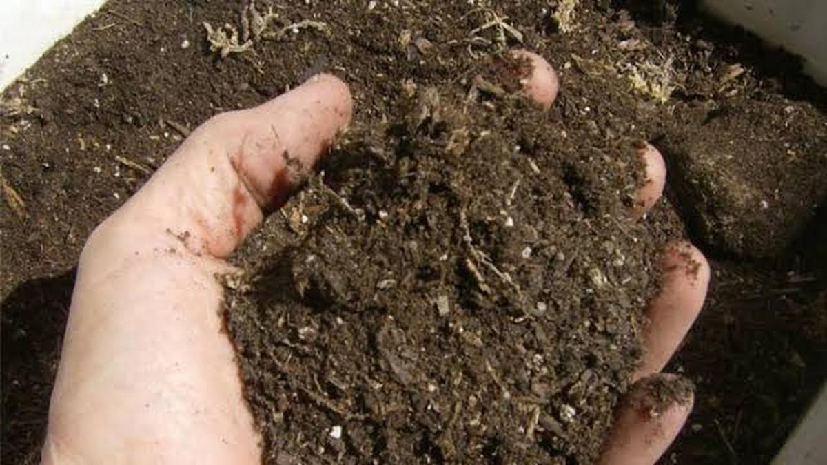 Cara Membuat Pupuk Kandang dari Kotoran Ayam Peliharaan untuk Kebun Subur