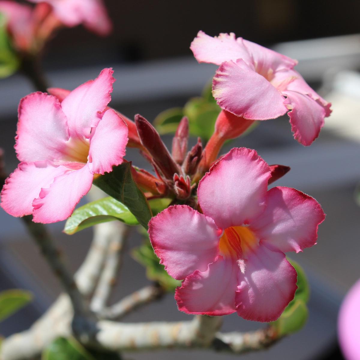 Adenium