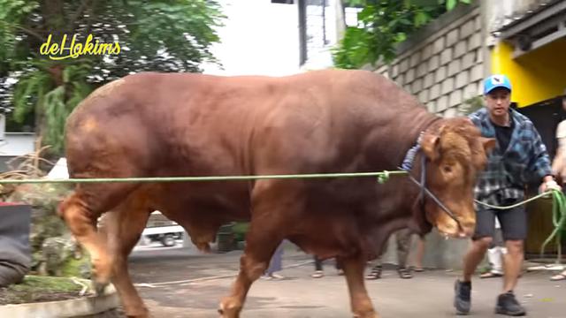 Sapi Kurban Jumbo Golden dan Wariso Bertemu