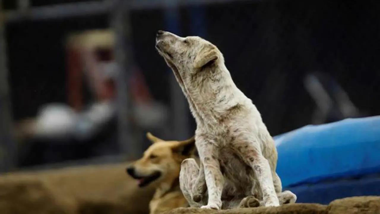 Berkat Penjagaan Anjing Liar, Bayi Dibuang Diselamatkan Penduduk
