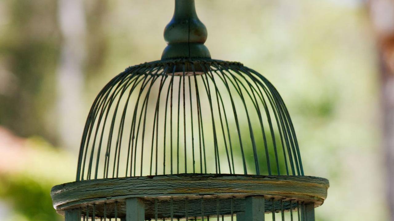 <b>Mitos Burung Cucak Keling</b>