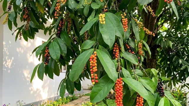 Buah buni