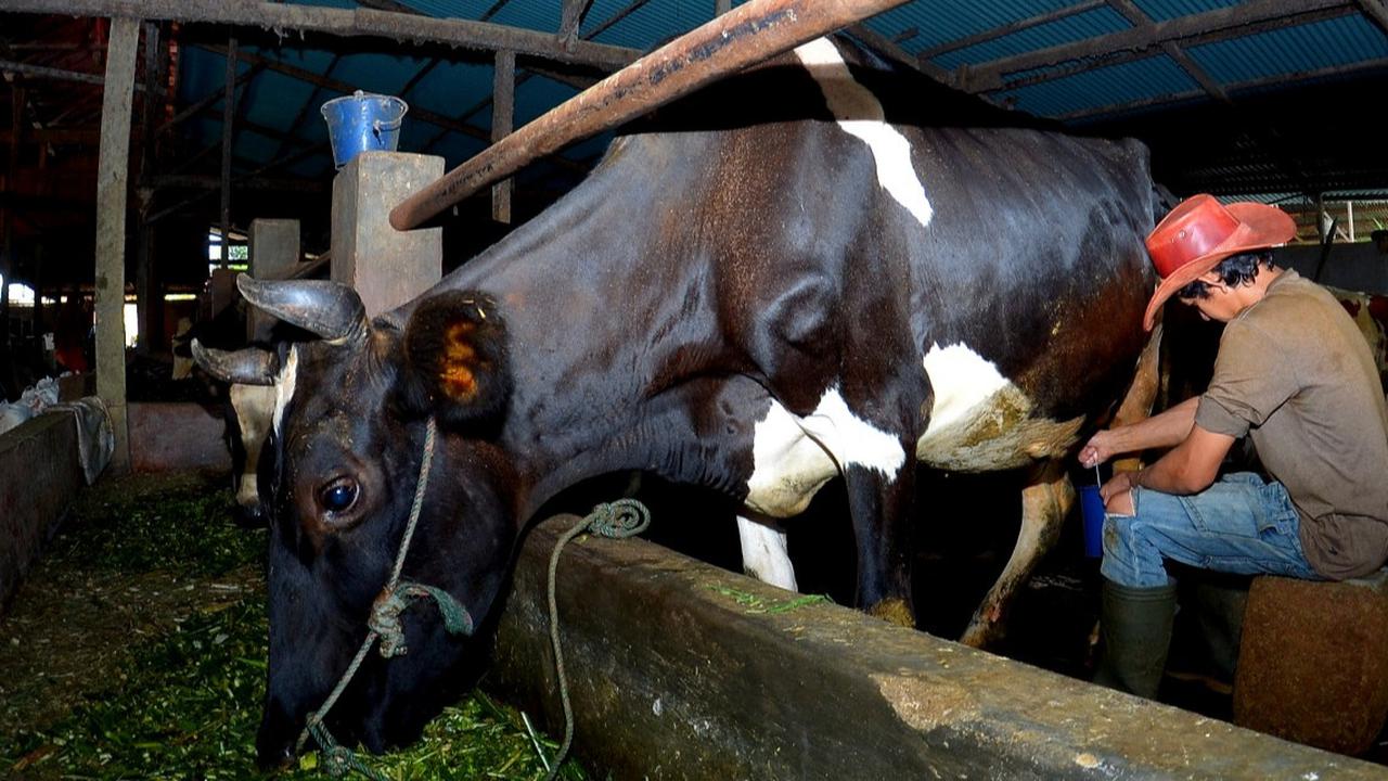 Dapat Pembiayaan & Transaksi dari BRI, Klaster Susu di Ponorogo Sukses Tingkatkan Produksi