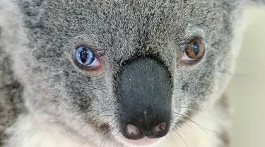 Seekor koala dengan kondisi genetik yang sangat langka  di Kebun Binatang Australia di Brisbane Utara, Selasa (12/7). Koala ini memiliki bola mata berwarna biru terang pada mata kanannya dan warna coklat pada mata kirinya. (STR/AUSTRALIA ZOO/AFP)