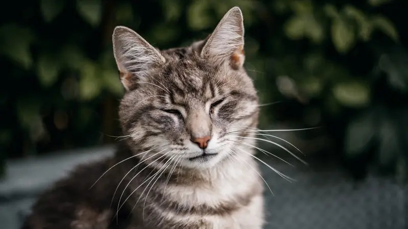 Gambar Ilustrasi Kucing Melakukan Kedipan Lambat