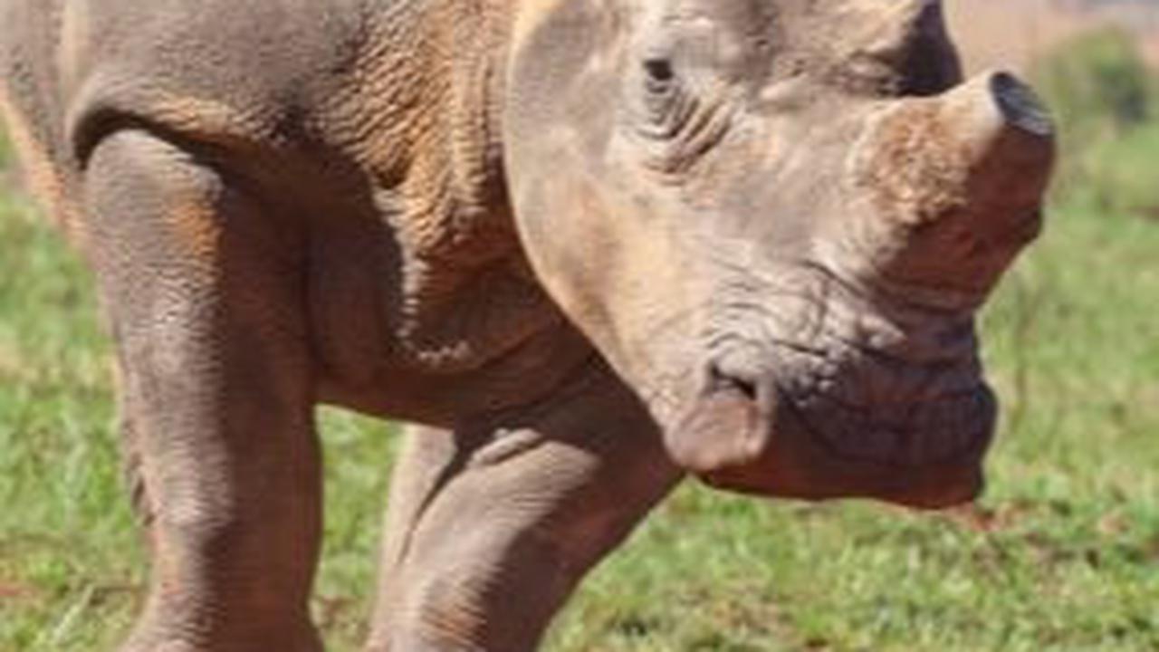Apakah Benar Badak Keturunan Dinosaurus Jenis Triceratops?